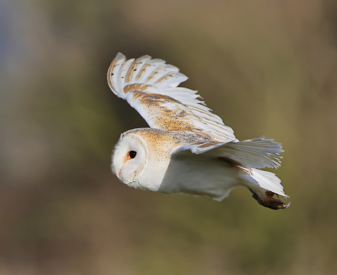 Barn Owl in Fight - Peter Bagnall - Commended